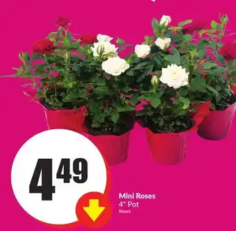 FreshCo Mini Roses 4 Pot offer