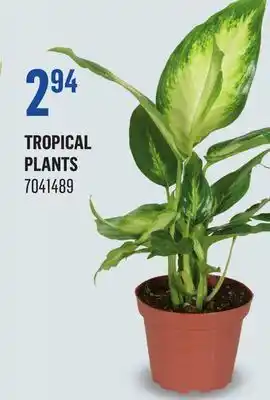 Canac Tropical Plants offer