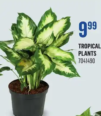 Canac Tropical Plants offer