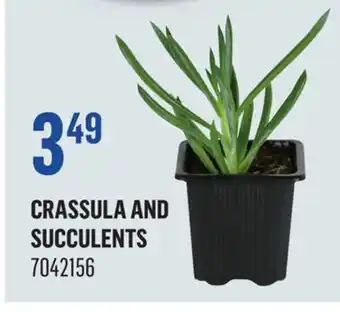 Canac Crassula and Succulents offer