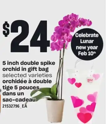 Independent City Market 5 INCH DOUBLE SPIKE ORCHID IN GIFT BAG offer