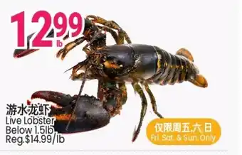 Live Lobster Below