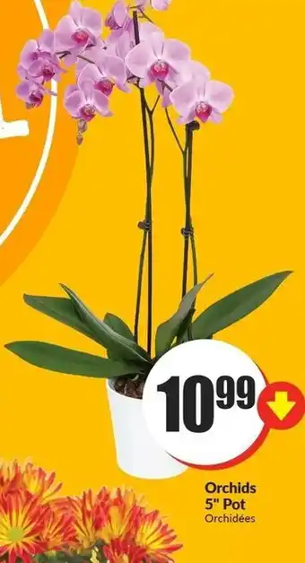 FreshCo Orchids 5" pot offer