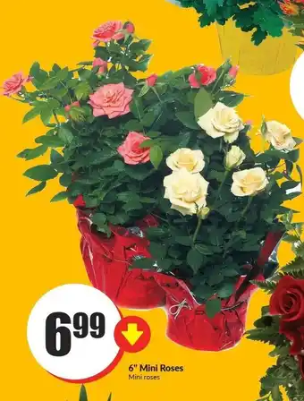 FreshCo 6" Mini roses offer