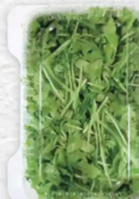 Marché Adonis BABY ARUGULA offer