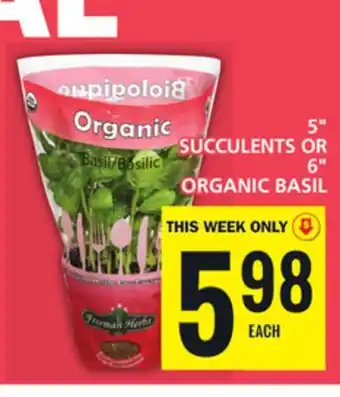 Food Basics 5 SUCCULENTS OR 6 ORGANIC BASIL offer