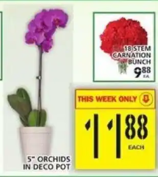 Food Basics 5 Orchids in Deco Pot offer