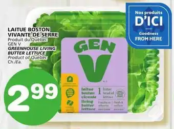 IGA GEN V GREENHOUSE LIVING BUTTER LETTUCE offer