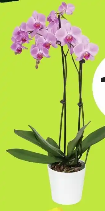 FreshCo Orchids offer