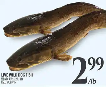LIVE WILD DOG FISH