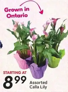 Sobeys Assorted Calla Lily offer