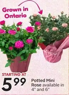 Sobeys Potted Mini Rose offer