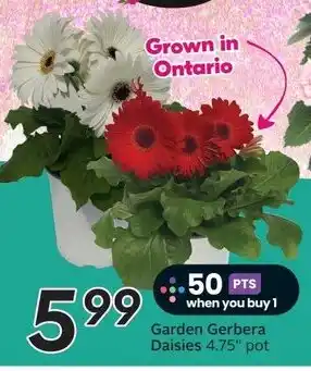Sobeys Garden Gerbera Daisies 4.75" pot offer