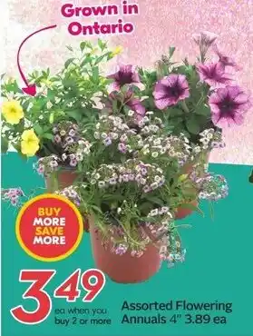 Sobeys Assorted Flowering Annuals 4" offer