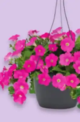 Walmart 10 Hanging Basket offer