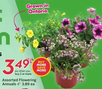 Sobeys Assorted Flowering Annuals offer