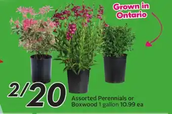 Sobeys Assorted Perennials or Boxwood offer