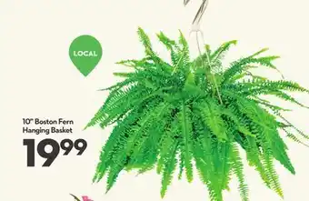 Longo's 10 Boston Fern Hanging Basket offer