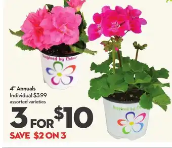 Longo's 4 Annuals offer