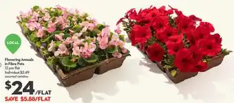 Longo's Flowering Annuals in Fibre Pots offer