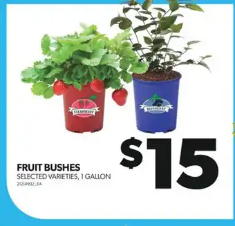 Real Canadian Superstore FRUIT BUSHES, 1 GALLON offer