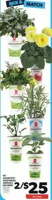 Real Canadian Superstore PC GIGANTICO VEGETABLES, ANNUALS OR HERBS, 4.33 INCH offer