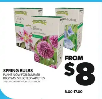 Real Canadian Superstore SPRING BULBS offer