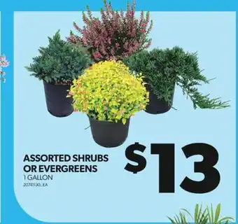 Real Canadian Superstore ASSORTED SHRUBS OR EVERGREENS, 1 GALLON offer