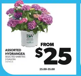 Real Canadian Superstore ASSORTED HYDRANGEA, 2 GALLON offer