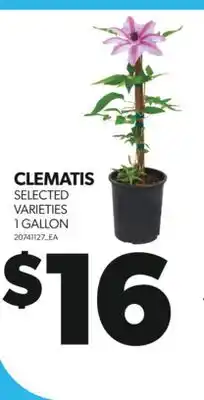 Real Canadian Superstore CLEMATIS, 1 GALLON offer