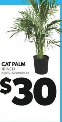 Real Canadian Superstore CAT PALM, 10 INCH offer