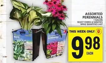 Food Basics ASSORTED PERENNIALS offer