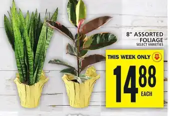 Food Basics 8 ASSORTED FOLIAGE offer