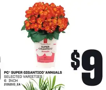 Loblaws PC SUPER GIGANTICO ANNUALS offer