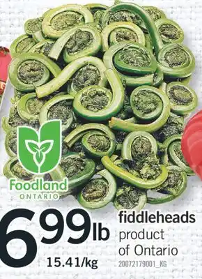 Fortinos FIDDLEHEADS offer