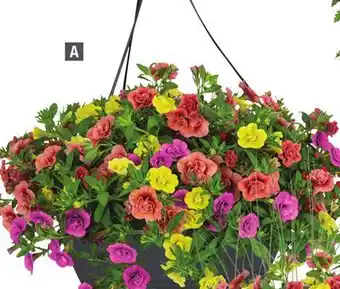 Home Depot VIGORO Hanging Basket offer