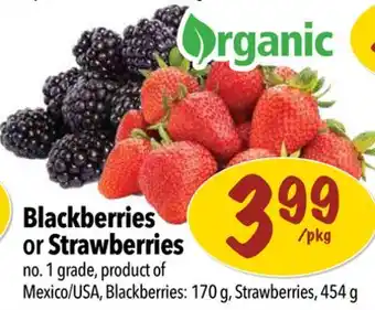 Farm Boy Blackberries or Strawberries offer