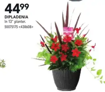 RONA DIPLADENIA offer
