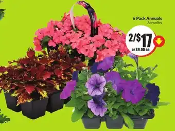 FreshCo 6 Pack Annuals offer
