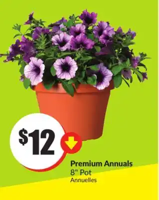 FreshCo Premium Annuals 8 Pot offer