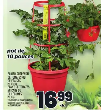 Metro PANIER SUSPENDU DE TOMATES OU DE FRAISES | STRAWBERRY OR TOMATO HANGING BASKET offer