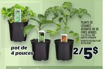 Metro PLANTS DE LÉGUMES ASSORTIS OU DE FINES HERBES | ASSORTED VEGETABLE PLANT OR FINE HERBS offer