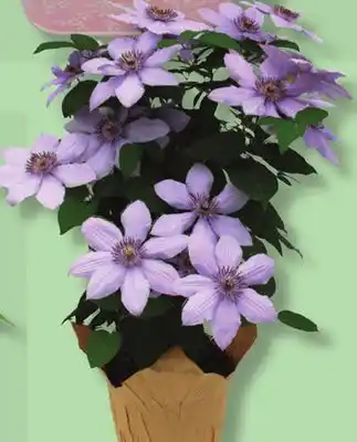 IGA CLEMATIS offer