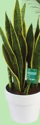IGA TROPICAL PLANT offer