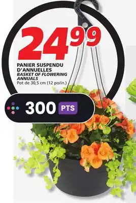 IGA BASKET OF FLOWERING ANNUALS offer