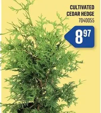 Canac Cultivated Cedar Hedge offer