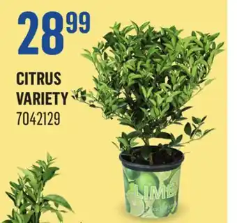 Canac Citrus Variety offer