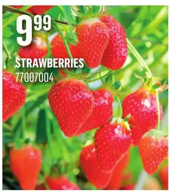 Canac Strawberries offer