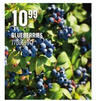 Canac Blueberries offer