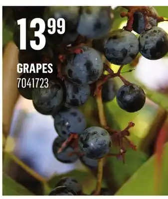 Canac Grapes offer